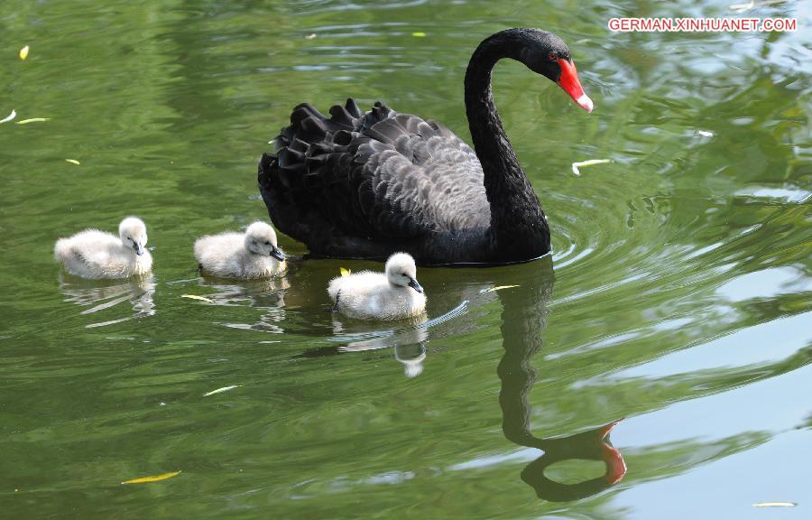 #CHINA-SUZHOU-BLACK SWANS (CN) 