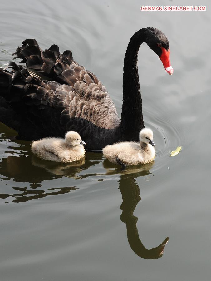 #CHINA-SUZHOU-BLACK SWANS (CN) 