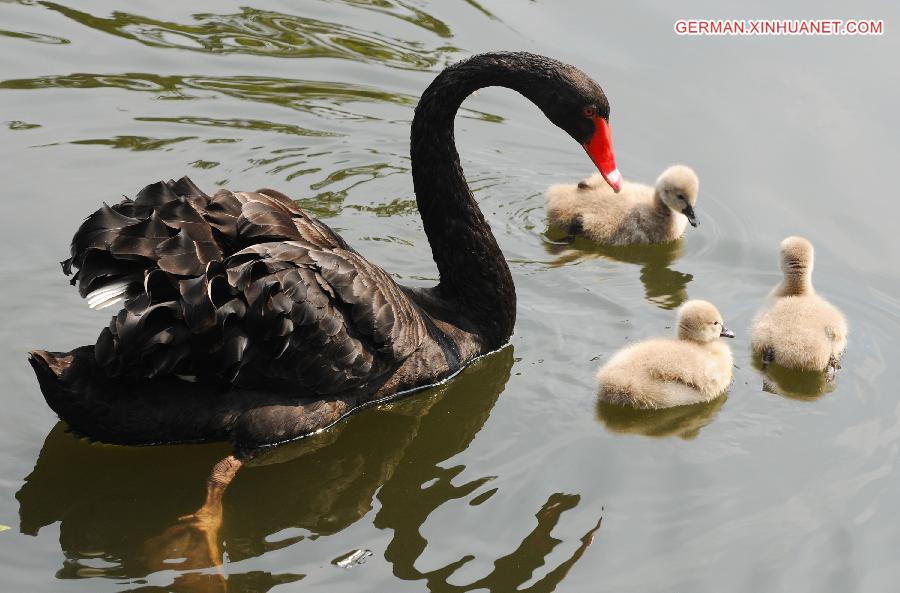 #CHINA-SUZHOU-BLACK SWANS (CN) 