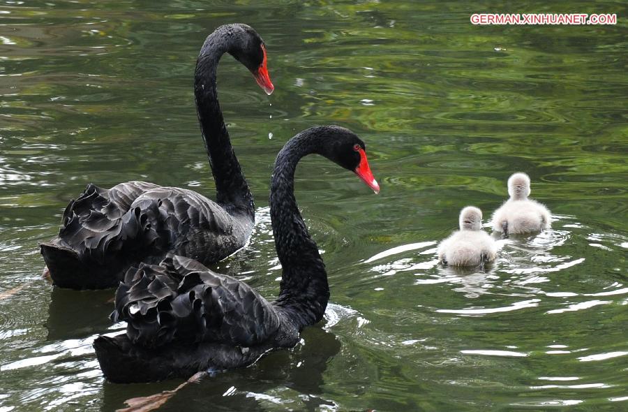 #CHINA-SUZHOU-BLACK SWANS (CN) 