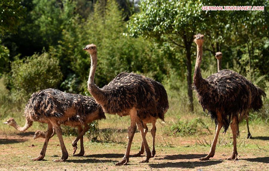 CHINA-KUNMING-ANIMALS-SUNNY DAY (CN)