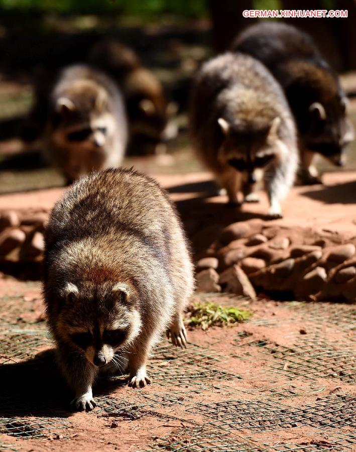 CHINA-KUNMING-ANIMALS-SUNNY DAY (CN)