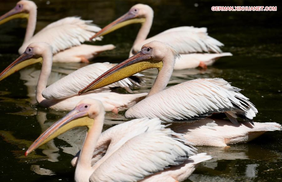 CHINA-KUNMING-ANIMALS-SUNNY DAY (CN)