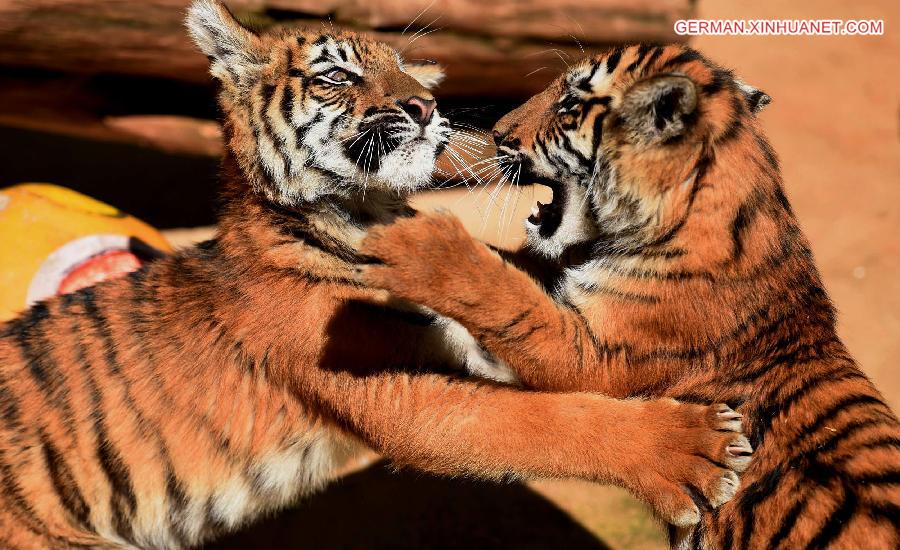 CHINA-KUNMING-ANIMALS-SUNNY DAY (CN)