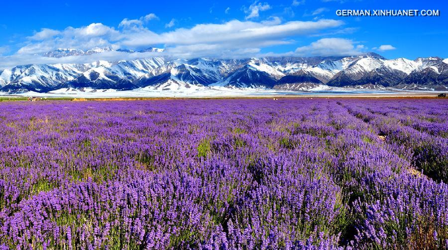 CHINA-XINJIANG-HUOCHENG-SCENERY (CN)