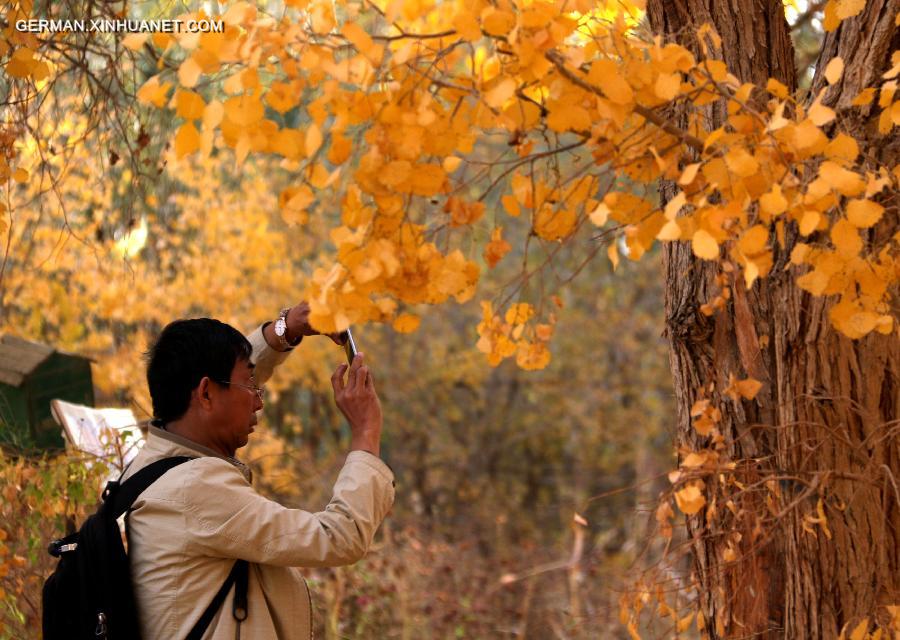 #CHINA-GANSU-DESERT POPLAR-SCENERY (CN) 