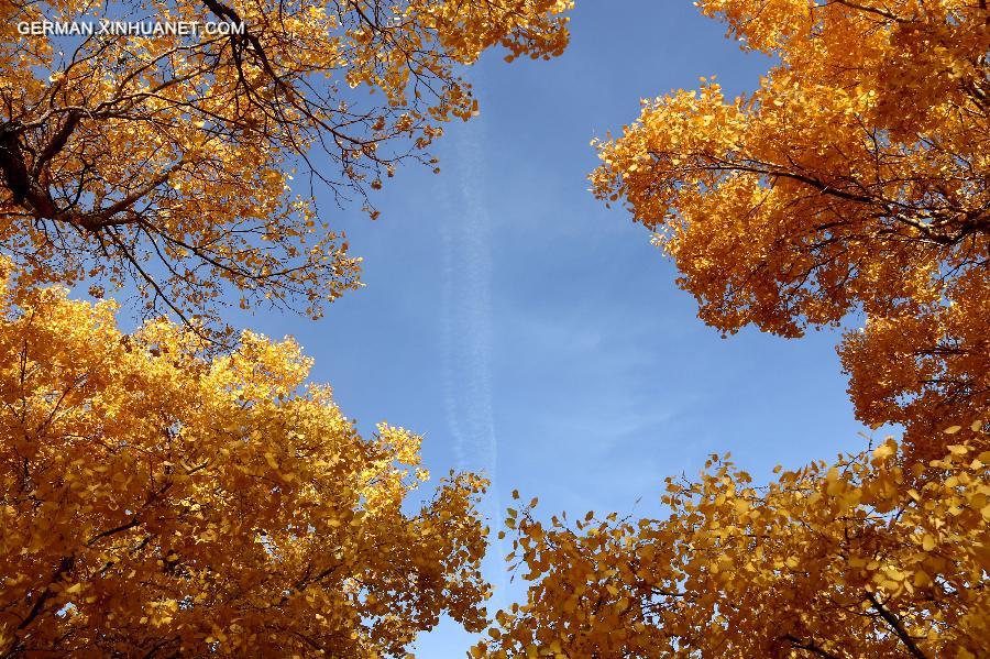 #CHINA-GANSU-DESERT POPLAR-SCENERY (CN) 