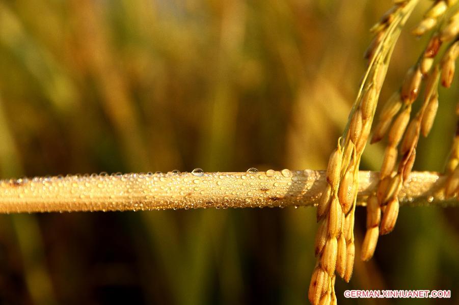 #CHINA-JIANGXI-RICE FIELDS (CN)