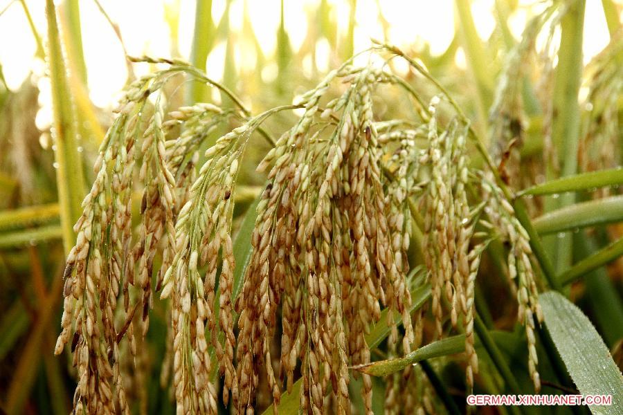 #CHINA-JIANGXI-RICE FIELDS (CN)