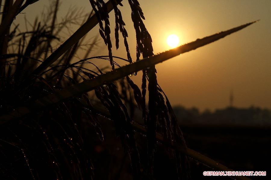 #CHINA-JIANGXI-RICE FIELDS (CN)