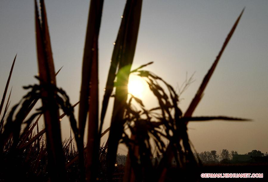 #CHINA-JIANGXI-RICE FIELDS (CN)