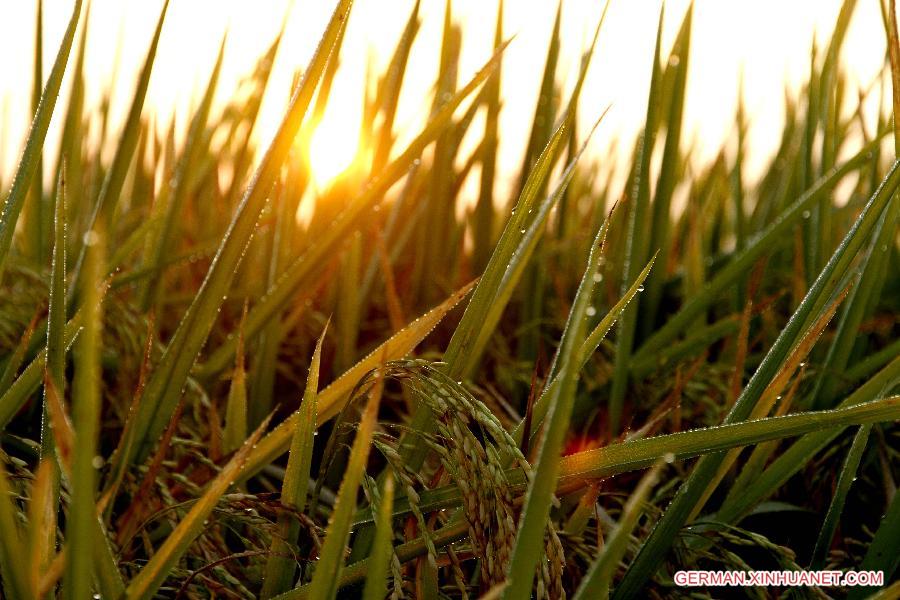 #CHINA-JIANGXI-RICE FIELDS (CN)