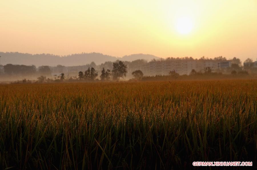 #CHINA-JIANGXI-RICE FIELDS (CN)