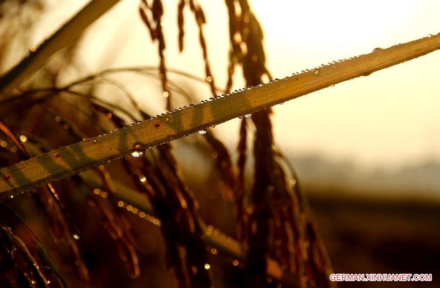 #CHINA-JIANGXI-RICE FIELDS (CN)