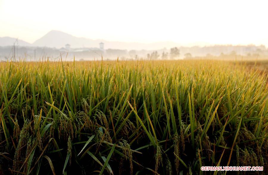 #CHINA-JIANGXI-RICE FIELDS (CN)