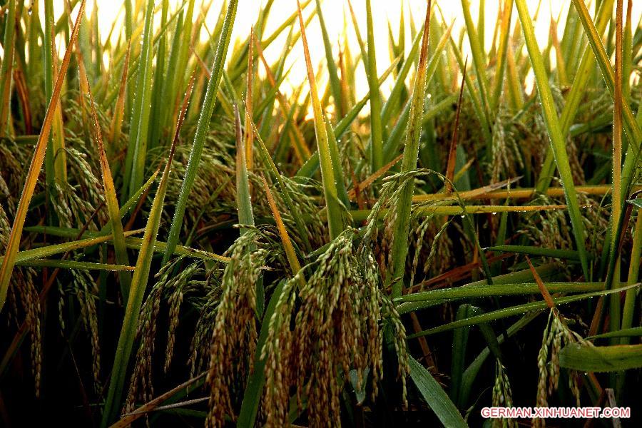 #CHINA-JIANGXI-RICE FIELDS (CN)