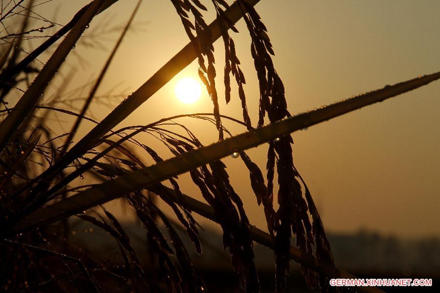 #CHINA-JIANGXI-RICE FIELDS (CN)