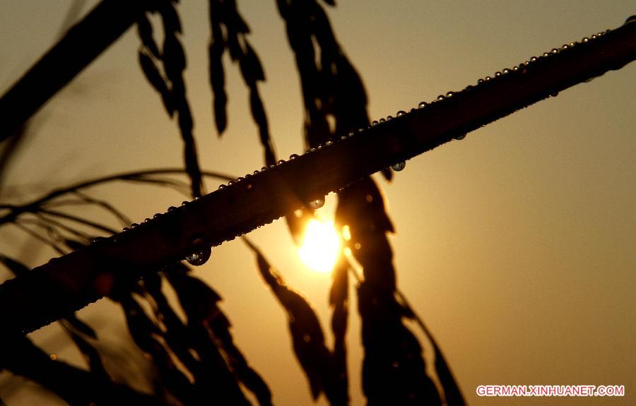 #CHINA-JIANGXI-RICE FIELDS (CN)