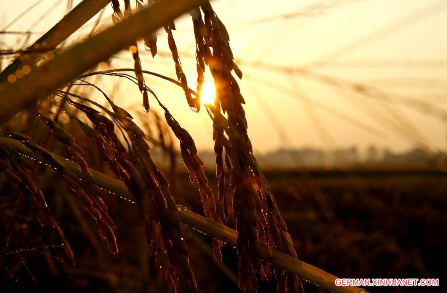 #CHINA-JIANGXI-RICE FIELDS (CN)