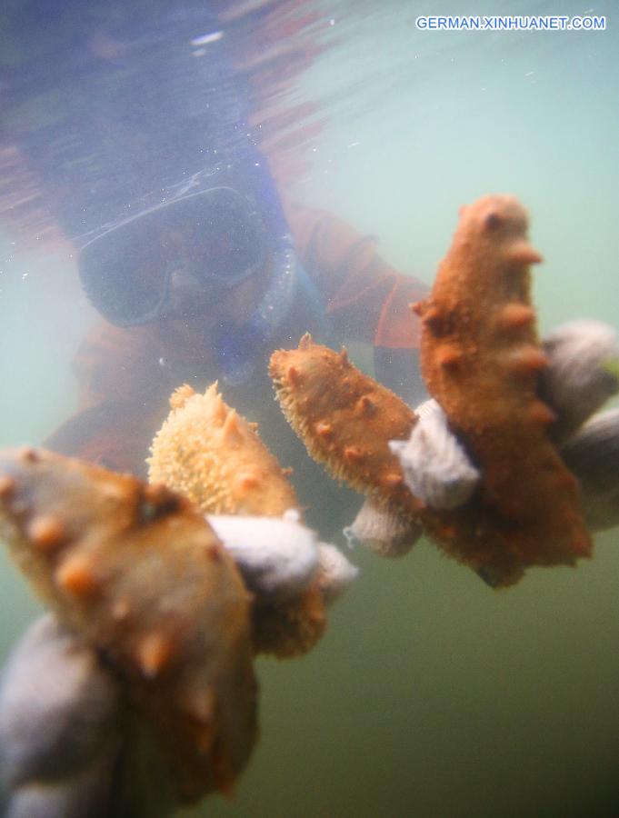 # CHINA-LIAONING-SEA CUCUMBER-HARVEST (CN)