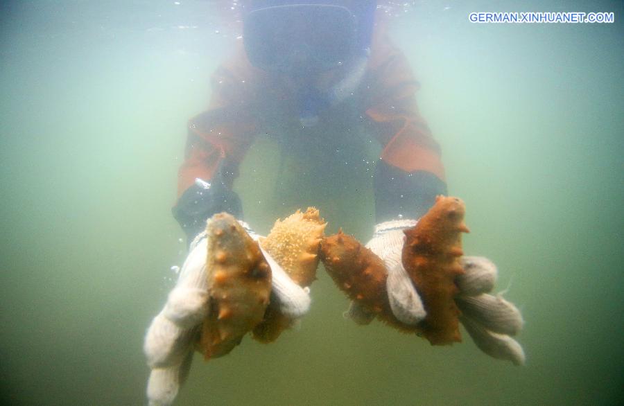 # CHINA-LIAONING-SEA CUCUMBER-HARVEST (CN)