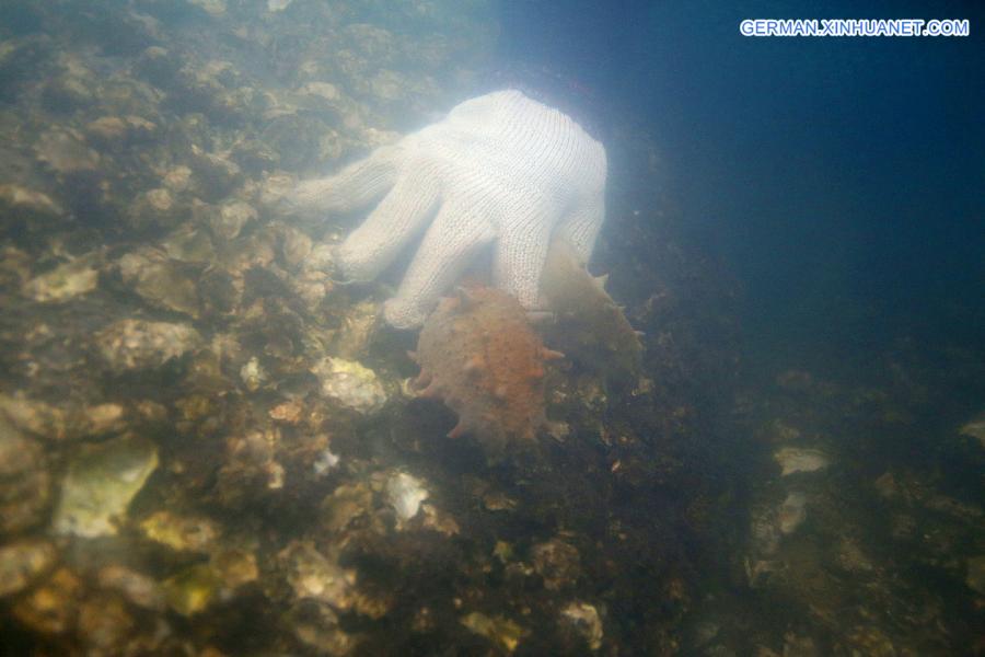 # CHINA-LIAONING-SEA CUCUMBER-HARVEST (CN)