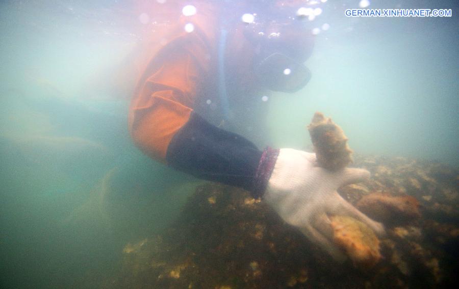 # CHINA-LIAONING-SEA CUCUMBER-HARVEST (CN)