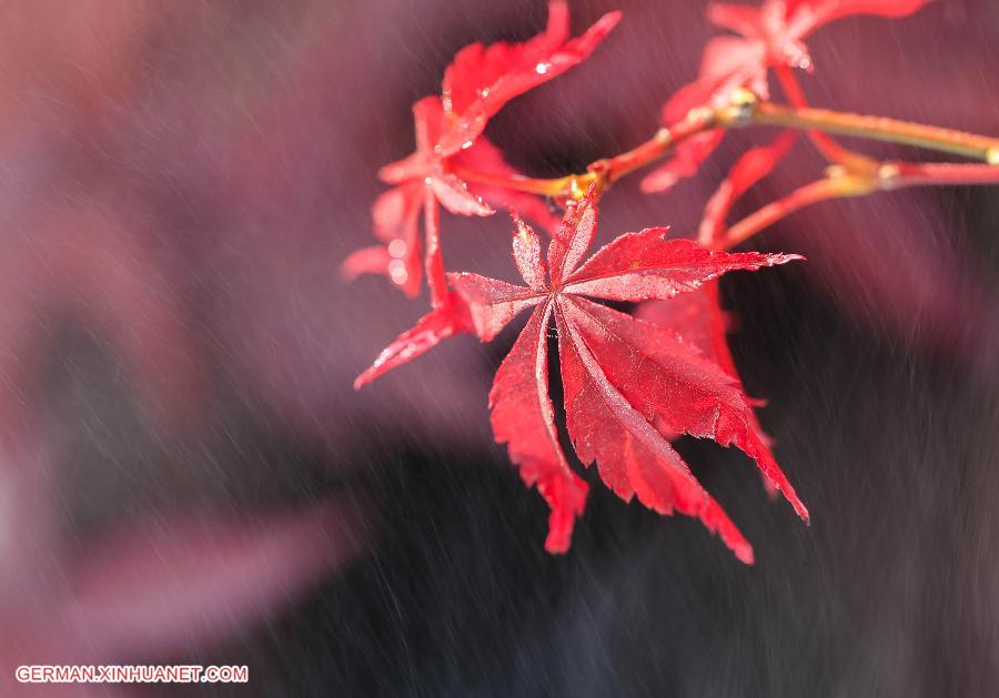 #CHINA-JIANGSU-MAPLE LEAF (CN)