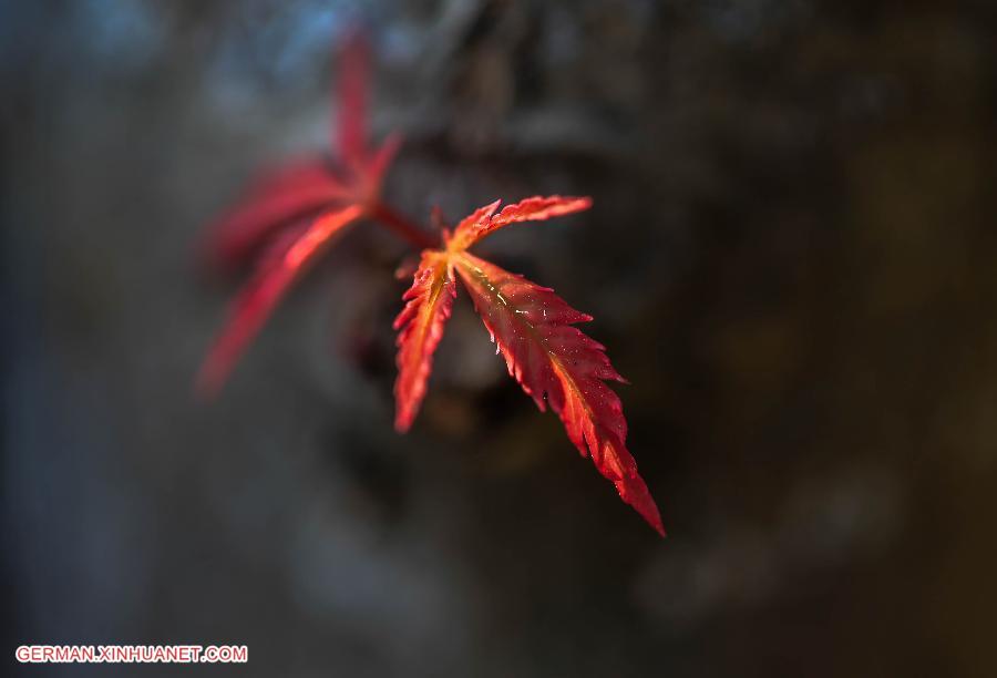 #CHINA-JIANGSU-MAPLE LEAF (CN)