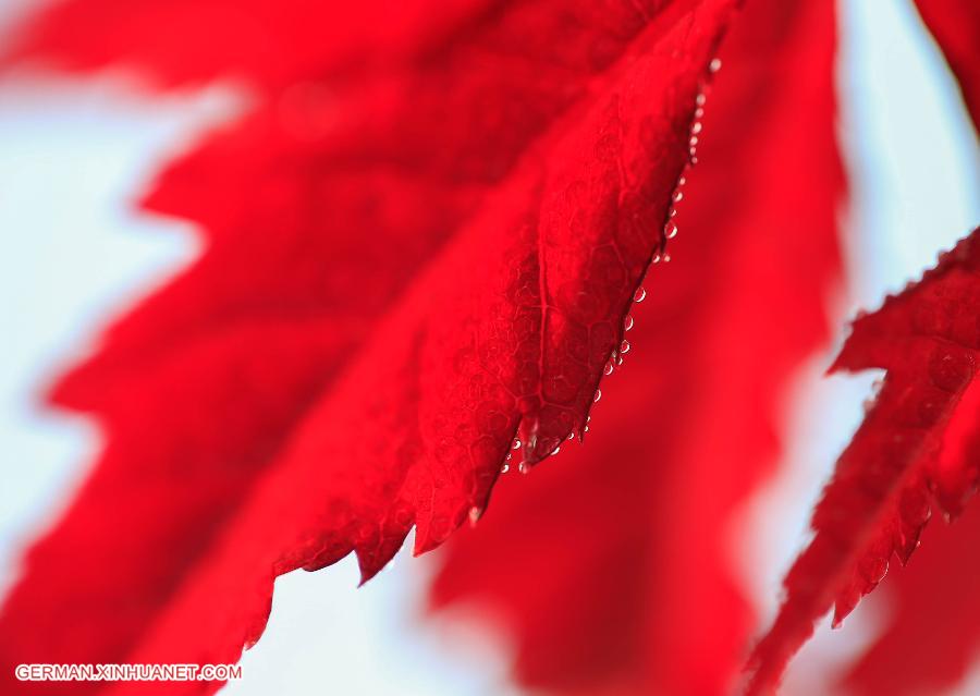 #CHINA-JIANGSU-MAPLE LEAF (CN)