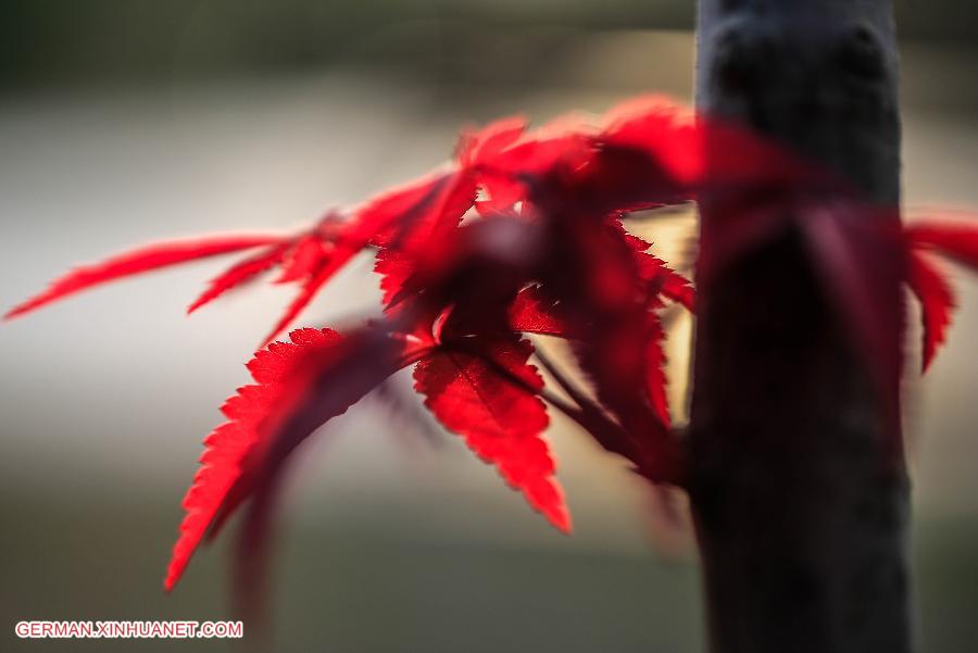 #CHINA-JIANGSU-MAPLE LEAF (CN)