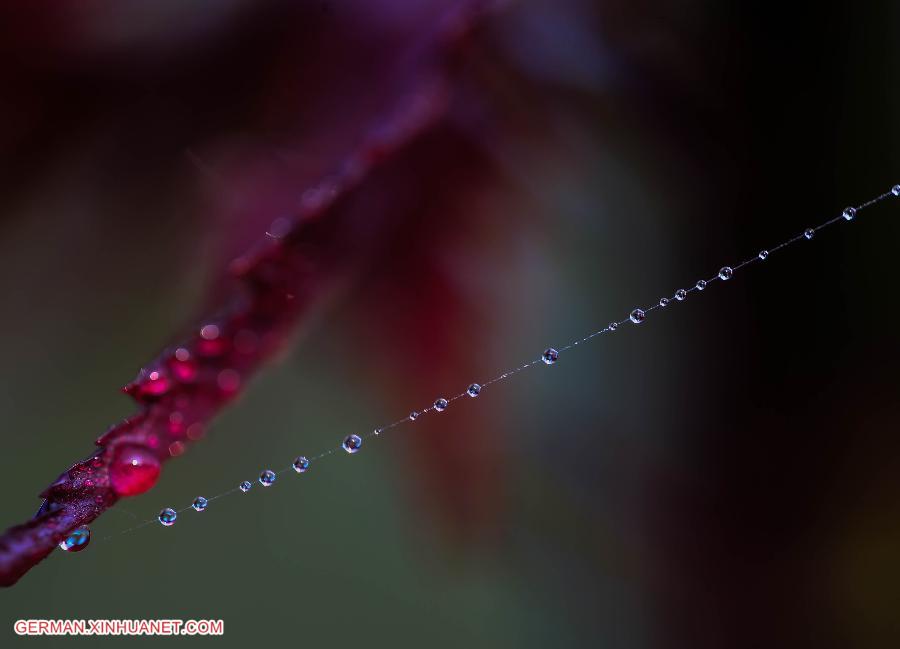 #CHINA-JIANGSU-MAPLE LEAF (CN)