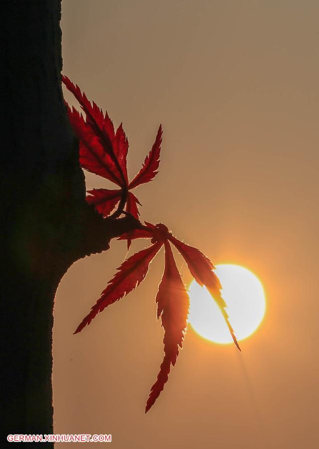 #CHINA-JIANGSU-MAPLE LEAF (CN)