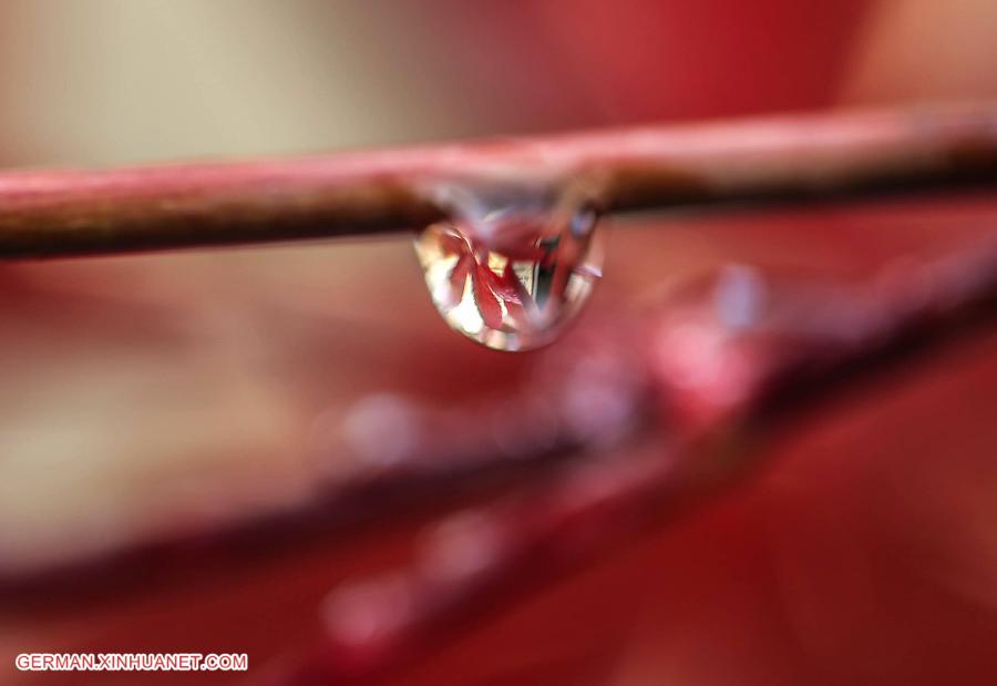 #CHINA-JIANGSU-MAPLE LEAF (CN)