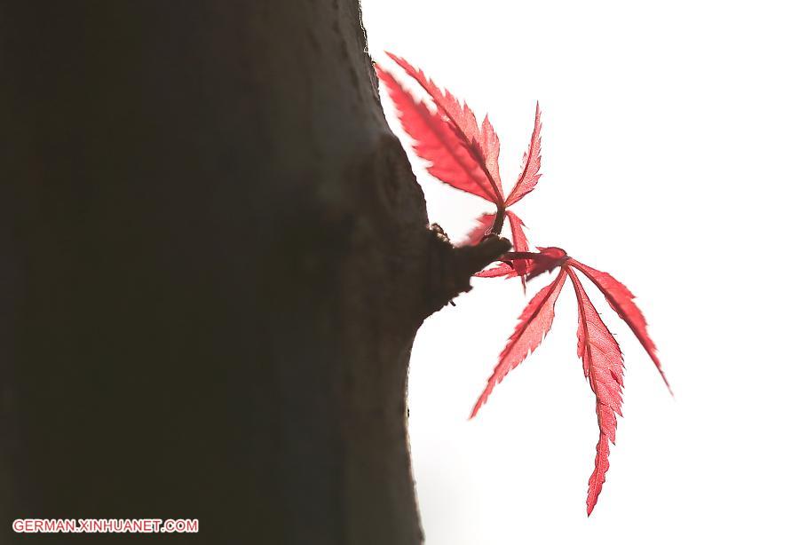 #CHINA-JIANGSU-MAPLE LEAF (CN)