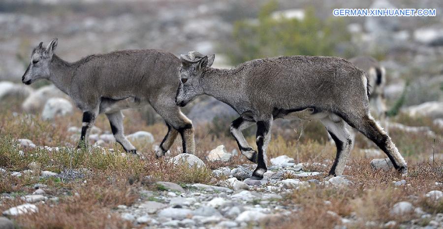 CHINA-NINGXIA-BLUE SHEEP (CN)