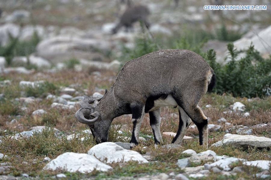 CHINA-NINGXIA-BLUE SHEEP (CN)