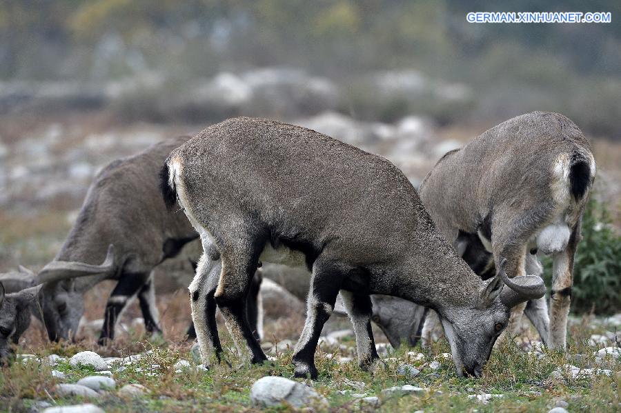 CHINA-NINGXIA-BLUE SHEEP (CN)