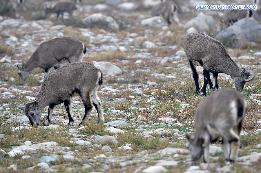 CHINA-NINGXIA-BLUE SHEEP (CN)