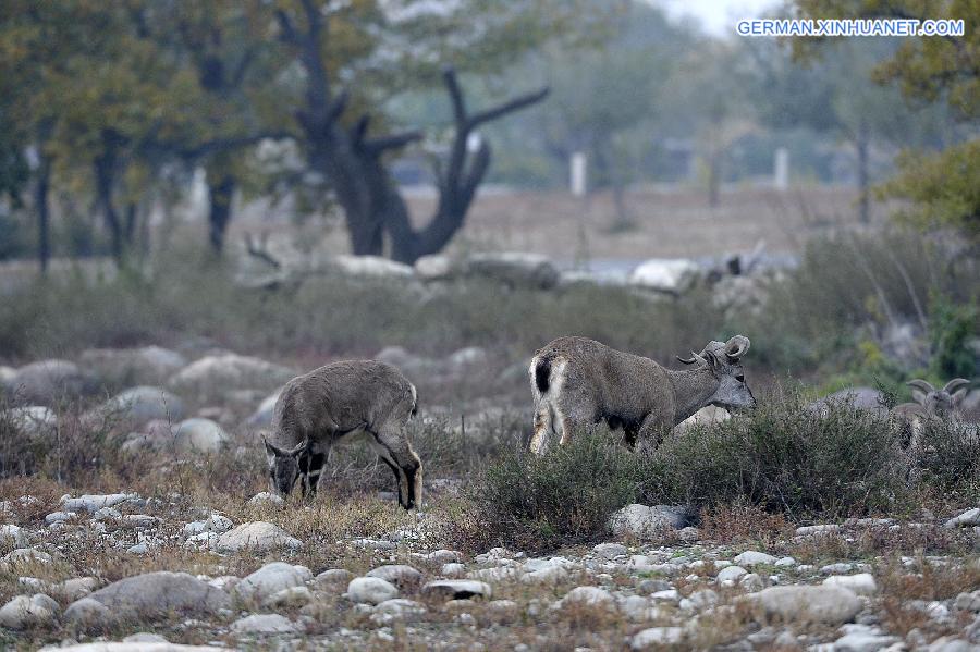 CHINA-NINGXIA-BLUE SHEEP (CN)