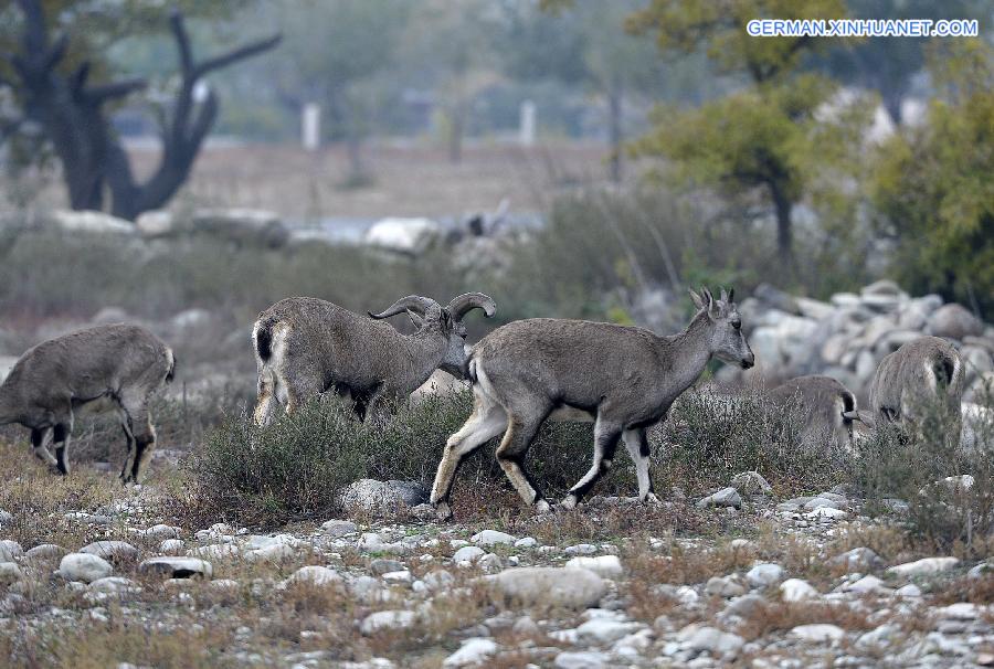 CHINA-NINGXIA-BLUE SHEEP (CN)