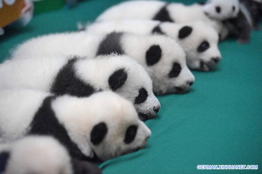 CHINA-SICHUAN-TWIN PANDA CUBS-DEBUT (CN)