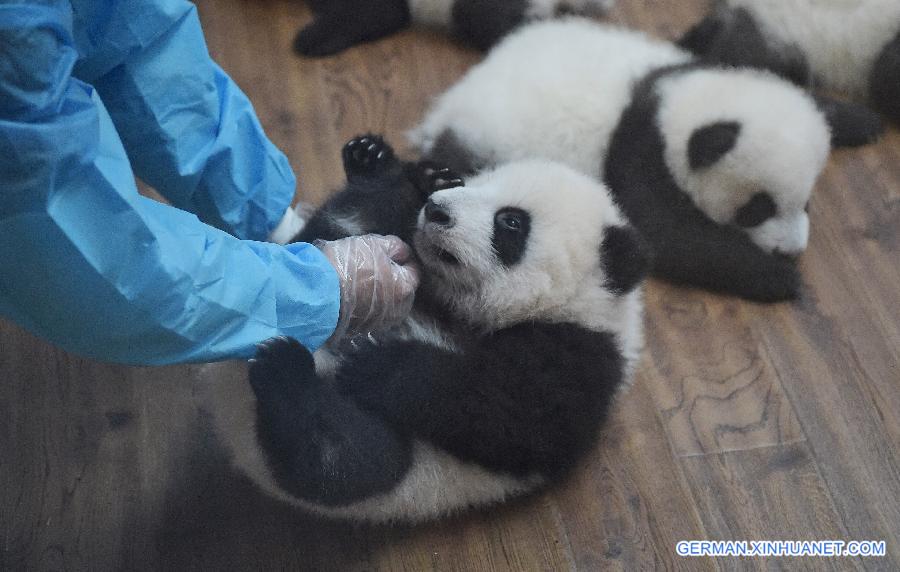 CHINA-SICHUAN-TWIN PANDA CUBS-DEBUT (CN)