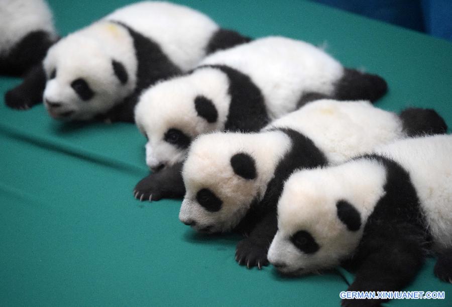 CHINA-SICHUAN-TWIN PANDA CUBS-DEBUT (CN)