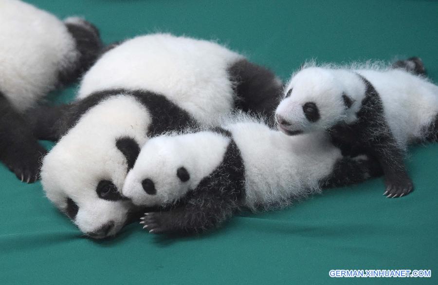 CHINA-SICHUAN-TWIN PANDA CUBS-DEBUT (CN)