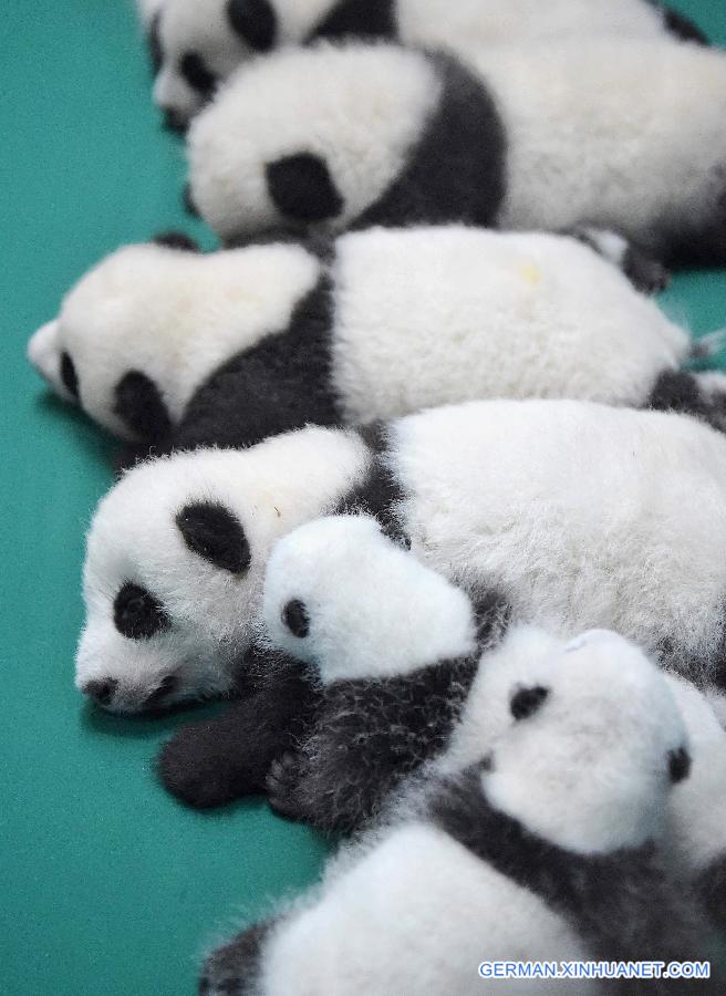 CHINA-SICHUAN-TWIN PANDA CUBS-DEBUT (CN)