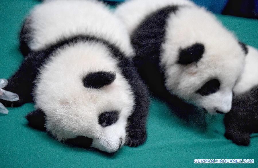 CHINA-SICHUAN-TWIN PANDA CUBS-DEBUT (CN)