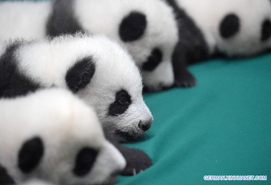 CHINA-SICHUAN-TWIN PANDA CUBS-DEBUT (CN)