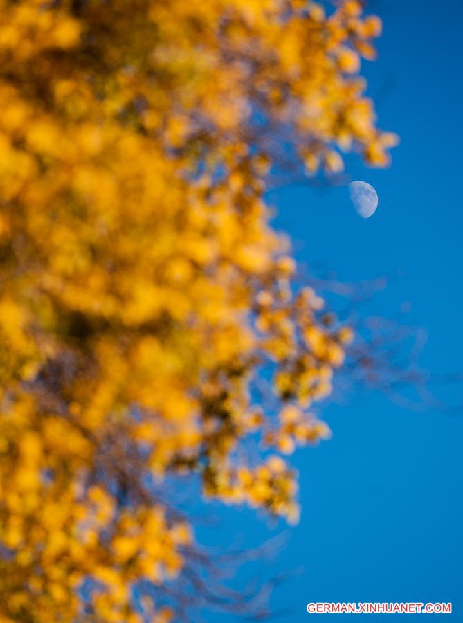 CHINA-INNER MONGOLIA-DESERT POPLAR-SCENERY (CN) 