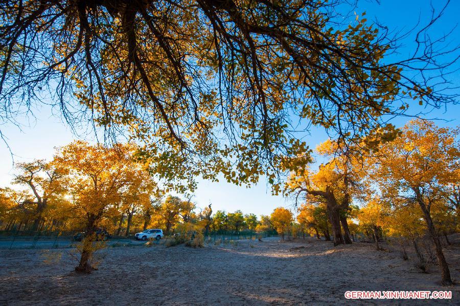 CHINA-INNER MONGOLIA-DESERT POPLAR-SCENERY (CN) 